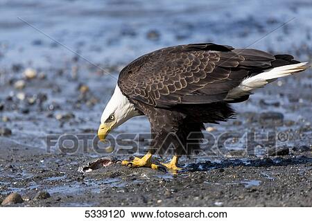 Bald Eagle (Haliaeetus leucocephalus) feeding on fish along the shore of Cook Inlet at Clam Gulch, Kenai Peninsula; Alaska, United States of America View Large Photo Image Stock Image - Bald Eagle (Haliaeetus leucocephalus) feeding on fish along the shore of Cook Inlet at Clam Gulch, Kenai Peninsula; Alaska, United States of America. Fotosearch