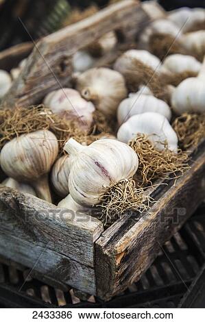 Stock Photograph - Basket of organic garlic at a farmers market; Milford, Ontario, Canada. Fotosearch