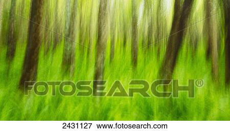 Stock Photo - Beautiful ash trees and native ferns in the Makawao Forest Reserve, long exposure; Makawao, Maui, Hawaii, United States of America. Fotosearch