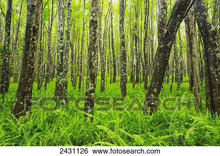 Stock Photograph - Beautiful ash trees and native ferns in the Makawao Forest Reserve; Makawao, Maui, Hawaii, United States of America. Fotosearch