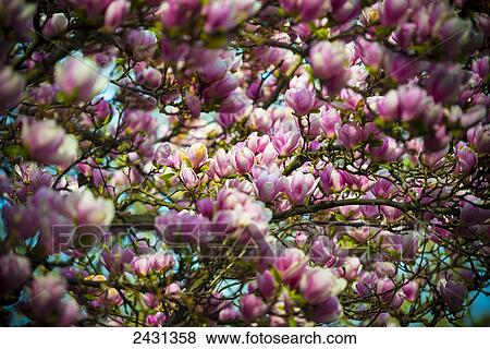 Beautiful pink magnolias blossoming; Ascona, Ticino, Switzerland View Large Photo Image Stock Photo - Beautiful pink magnolias blossoming; Ascona, Ticino, Switzerland. Fotosearch