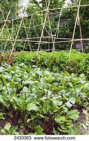 Beets and lettuce in a kitchen garden with an A-frame trellis made of bamboo in the background; Toronto, Ontario, Canada View Large Photo Image Stock Image - Beets and lettuce in a kitchen garden with an A-frame trellis made of bamboo in the background; Toronto, Ontario, Canada. Fotosearch