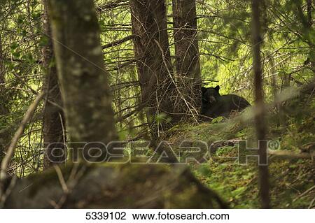 Stock Image - Black bear (Ursus americanus) in a forest, Strathcona Provincial Park; British Columbia, Canada. Fotosearch