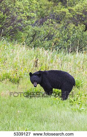 Stock Photo - Black bear (Ursus americanus) standing along the Haines highway; Alaska, United States of America. Fotosearch