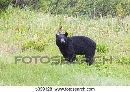 Black bear (Ursus americanus) standing along the Haines highway; Alaska, United States of America View Large Photo Image Stock Photo - Black bear (Ursus americanus) standing along the Haines highway; Alaska, United States of America. Fotosearch