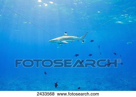 Black tip reef sharks underwater; Bora Bora, French Polynesia View Large Photo Image Stock Photo - Black tip reef sharks underwater; Bora Bora, French Polynesia. Fotosearch