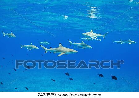 Black tip reef sharks underwater; Bora Bora, French Polynesia View Large Photo Image Stock Photo - Black tip reef sharks underwater; Bora Bora, French Polynesia. Fotosearch