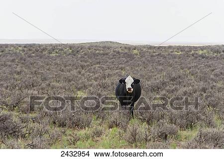 Black, white faced cow in sage brush on the New Mexico high desert; New Mexico, United States of America View Large Photo Image Picture - Black, white faced cow in sage brush on the New Mexico high desert; New Mexico, United States of America. Fotosearch