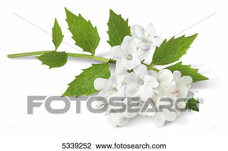 Stock Image - Blossoming white flower on a stem with green leaves on a white background. Fotosearch