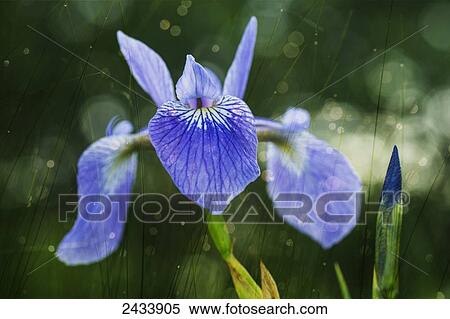 Blue Flag Iris (Iris Versicolor); Ontario, Canada View Large Photo Image Stock Photography - Blue Flag Iris (Iris Versicolor); Ontario, Canada. Fotosearch