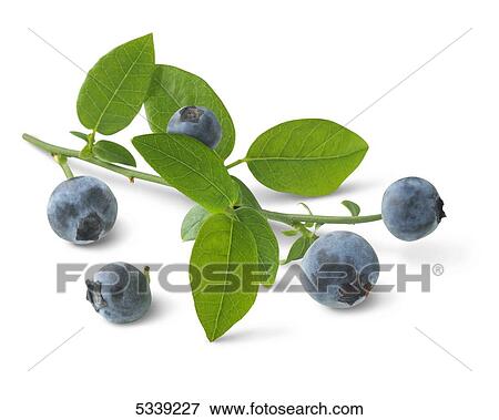 Blueberries on a stem with green leaves View Large Photo Image Stock Photo - Blueberries on a stem with green leaves. Fotosearch