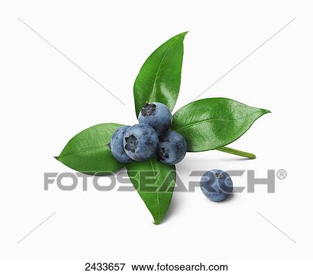 Blueberries with four green leaves View Large Photo Image Stock Photo - Blueberries with four green leaves. Fotosearch