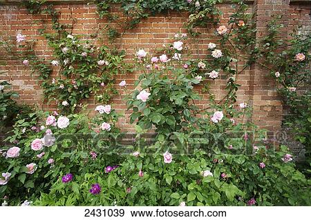 Stock Photo - Brick wall with blossoming rose plant; Hampshire, England. Fotosearch