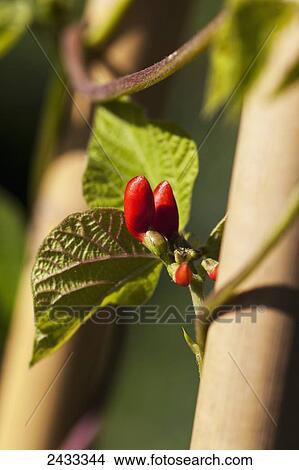 Picture - Bright red flowers and prolific vines of Scarlet Runner beans (Phaseolus coccineus); Toronto, Ontario, Canada. Fotosearch