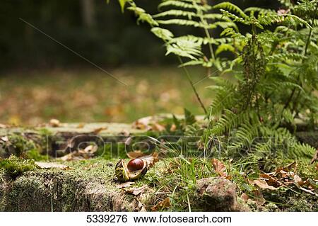 Stock Photograph - Broken shell and nut on the ground beside fern plant; Northumberland, England. Fotosearch