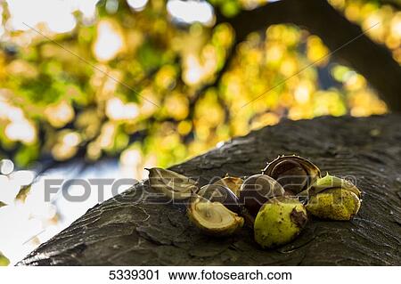 Stock Image - Broken shells and nuts sitting on a tree branch with autumn colours; Northumberland, England. Fotosearch