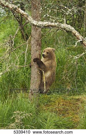Stock Image - Brown bear (Ursus arctos) cub climbing spruce tree, Katmai National Park and Preserve; Alaska, United States of America. Fotosearch