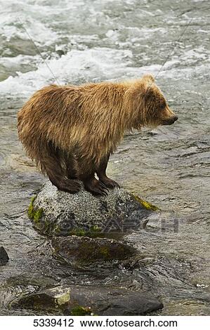 Stock Image - Brown bear (Ursus arctos) cub standing on boulder in Brooks River while mother is fishing for salmon, Katmai National Park and Preserve; Alaska, United States of America. Fotosearch