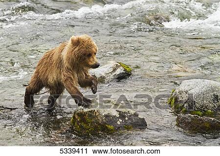 Stock Image - Brown bear (Ursus arctos) cub stepping on boulder in Brooks River while mother is fishing for salmon, Katmai National Park and Preserve; Alaska, United States of America. Fotosearch