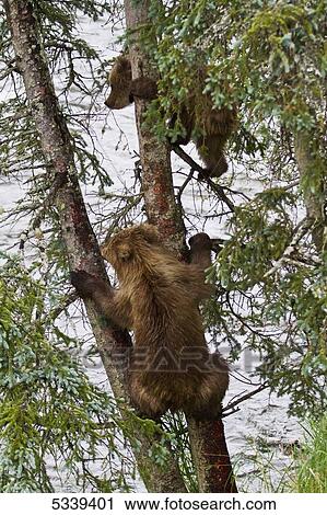 Brown bear (Ursus arctos) cubs climbing up spruce tree next to Brooks River, Katmai National Park; Alaska, United States of America View Large Photo Image Stock Image - Brown bear (Ursus arctos) cubs climbing up spruce tree next to Brooks River, Katmai National Park; Alaska, United States of America. Fotosearch