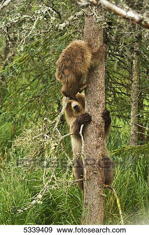 Stock Photo - Brown bear (Ursus arctos) cubs climbing spruce tree, one cub nearly stepping on other's head, Katmai National Park and Preserve; Alaska, United States of America. Fotosearch