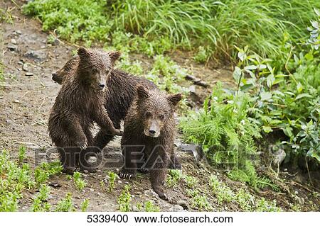 Brown bear (Ursus arctos) cubs on river bank of Brooks River while mother is off fishing for salmon, Katmai National Park; Alaska, United States of America View Large Photo Image Stock Image - Brown bear (Ursus arctos) cubs on river bank of Brooks River while mother is off fishing for salmon, Katmai National Park; Alaska, United States of America. Fotosearch