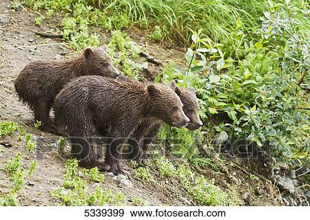 Brown bear (Ursus arctos) cubs on river bank of Brooks River while mother is off fishing for salmon, Katmai National Park; Alaska, United States of America View Large Photo Image Stock Photo - Brown bear (Ursus arctos) cubs on river bank of Brooks River while mother is off fishing for salmon, Katmai National Park; Alaska, United States of America. Fotosearch