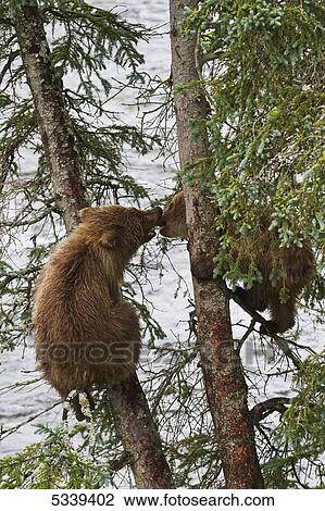 Stock Image - Brown bear (Ursus arctos) cubs playing in spruce tree next to Brooks River, Katmai National Park; Alaska, United States of America. Fotosearch