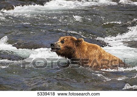 Stock Photo - Brown bear (Ursus arctos) in Brooks River below Brooks Falls fishing for sockeye salmon (Oncorhynchus nerka), Katmai National Park and Preserve; Alaska, United States of America. Fotosearch