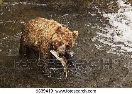 Stock Photo - Brown bear (Ursus arctos) in Brooks River holding sockeye salmon (Oncorhynchus nerka), Katmai National Park and Preserve; Alaska, United States of America. Fotosearch