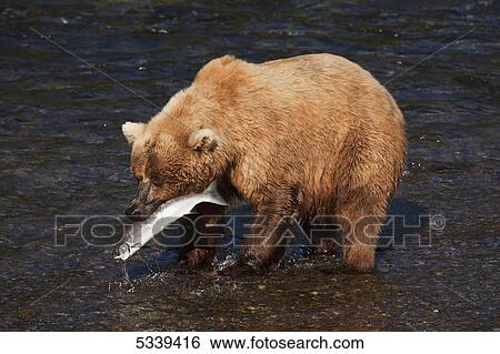 Stock Photograph - Brown bear (Ursus arctos) in Brooks River below Brooks Falls catching sockeye salmon (Oncorhynchus nerka), Katmai National Park and Preserve; Alaska, United States of America. Fotosearch