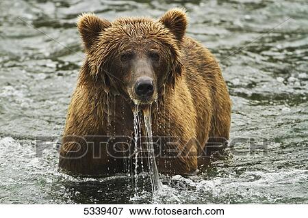 Stock Photo - Brown bear (Ursus arctos) looks up from fishing for salmon in Brooks River, water streaming from its face, Katmai National Park and Preserve; Alaska, United States of America. Fotosearch