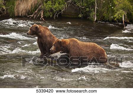 Brown bear (Ursus arctos) male and female courting prior to mating, sitting on boulder in Brooks River, Katmai National Park and Preserve; Alaska, United States of America View Large Photo Image Stock Image - Brown bear (Ursus arctos) male and female courting prior to mating, sitting on boulder in Brooks River, Katmai National Park and Preserve; Alaska, United States of America. Fotosearch