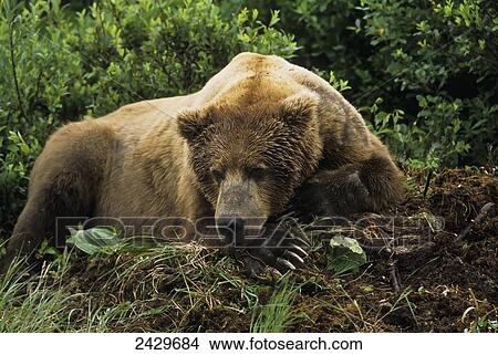 Brown bear (Ursus arctos) male resting in day bed at edge of willows with piled moss, McNeil River State Game Sanctuary; Alaska, United States of America View Large Photo Image Picture - Brown bear (Ursus arctos) male resting in day bed at edge of willows with piled moss, McNeil River State Game Sanctuary; Alaska, United States of America. Fotosearch