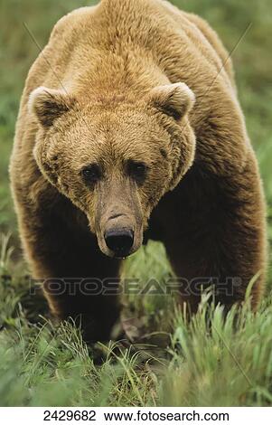 Brown bear (Ursus arctos) male standing in a meadow, McNeil River State Game Sanctuary; Alaska, United States of America View Large Photo Image Stock Image - Brown bear (Ursus arctos) male standing in a meadow, McNeil River State Game Sanctuary; Alaska, United States of America. Fotosearch