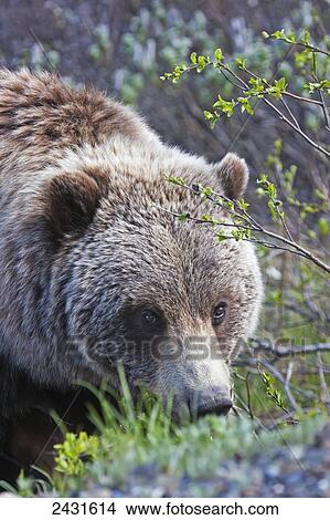 Brown Bear (Ursus arctos) near park road in Denali National Park, early summer, Interior Alaska; Alaska, United States of America View Large Photo Image Picture - Brown Bear (Ursus arctos) near park road in Denali National Park, early summer, Interior Alaska; Alaska, United States of America. Fotosearch