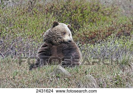 Picture - Brown Bear (Ursus arctos) near park road in Denali National Park, early summer, Interior Alaska; Alaska, United States of America. Fotosearch