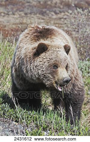 Brown Bear (Ursus arctos) near park road in Denali National Park, early summer, Interior Alaska; Alaska, United States of America View Large Photo Image Stock Image - Brown Bear (Ursus arctos) near park road in Denali National Park, early summer, Interior Alaska; Alaska, United States of America. Fotosearch