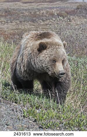 Stock Image - Brown Bear (Ursus arctos) near park road in Denali National Park, early summer, Interior Alaska; Alaska, United States of America. Fotosearch