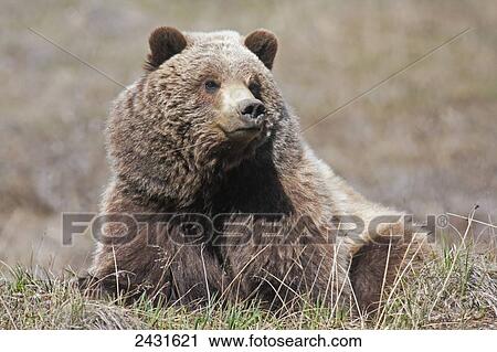 Stock Image - Brown Bear (Ursus arctos) near park road in Denali National Park, early summer, Interior Alaska; Alaska, United States of America. Fotosearch