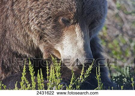 Brown Bear (Ursus arctos) near park road in Denali National Park, early summer, Interior Alaska; Alaska, United States of America View Large Photo Image Stock Image - Brown Bear (Ursus arctos) near park road in Denali National Park, early summer, Interior Alaska; Alaska, United States of America. Fotosearch