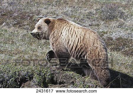Stock Photo - Brown Bear (Ursus arctos) near park road in Denali National Park, early summer, Interior Alaska; Alaska, United States of America. Fotosearch