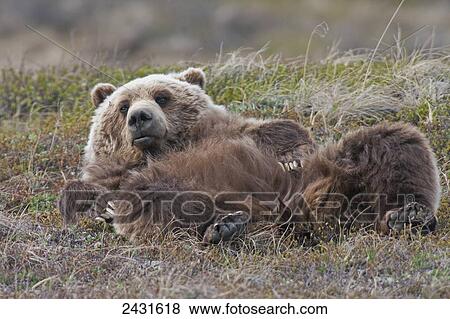 Brown Bear (Ursus arctos) near park road in Denali National Park, early summer, Interior Alaska; Alaska, United States of America View Large Photo Image Stock Photo - Brown Bear (Ursus arctos) near park road in Denali National Park, early summer, Interior Alaska; Alaska, United States of America. Fotosearch