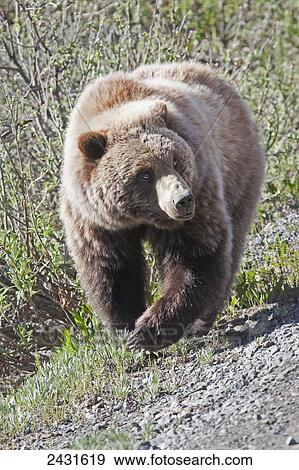 Stock Photo - Brown Bear (Ursus arctos) near park road in Denali National Park, early summer, Interior Alaska; Alaska, United States of America. Fotosearch