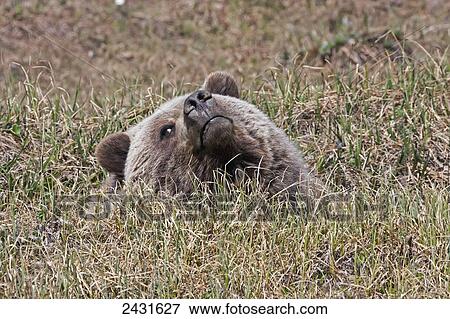Brown Bear (Ursus arctos) near park road in Denali National Park, early summer, Interior Alaska; Alaska, United States of America View Large Photo Image Stock Photo - Brown Bear (Ursus arctos) near park road in Denali National Park, early summer, Interior Alaska; Alaska, United States of America. Fotosearch