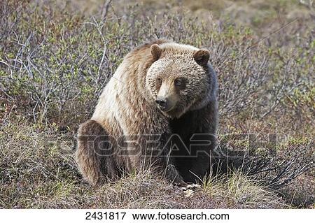 Brown Bear (Ursus arctos) near park road in Denali National Park, early summer, Interior Alaska; Alaska, United States of America View Large Photo Image Stock Photo - Brown Bear (Ursus arctos) near park road in Denali National Park, early summer, Interior Alaska; Alaska, United States of America. Fotosearch