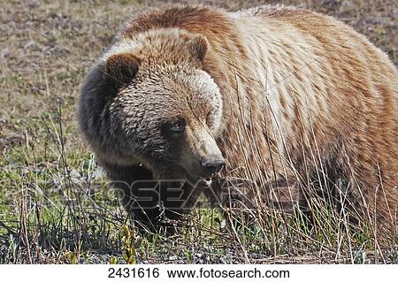 Stock Photograph - Brown Bear (Ursus arctos) near park road in Denali National Park, early summer, Interior Alaska; Alaska, United States of America. Fotosearch