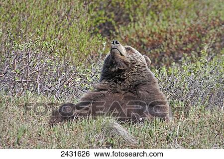 Stock Photograph - Brown Bear (Ursus arctos) near park road in Denali National Park, early summer, Interior Alaska; Alaska, United States of America. Fotosearch
