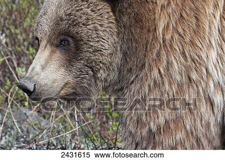 Stock Photography - Brown Bear (Ursus arctos) near park road in Denali National Park, early summer, Interior Alaska; Alaska, United States of America. Fotosearch