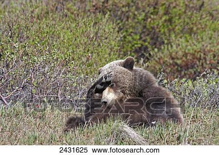 Brown Bear (Ursus arctos) near park road in Denali National Park, early summer, Interior Alaska; Alaska, United States of America View Large Photo Image Stock Photography - Brown Bear (Ursus arctos) near park road in Denali National Park, early summer, Interior Alaska; Alaska, United States of America. Fotosearch